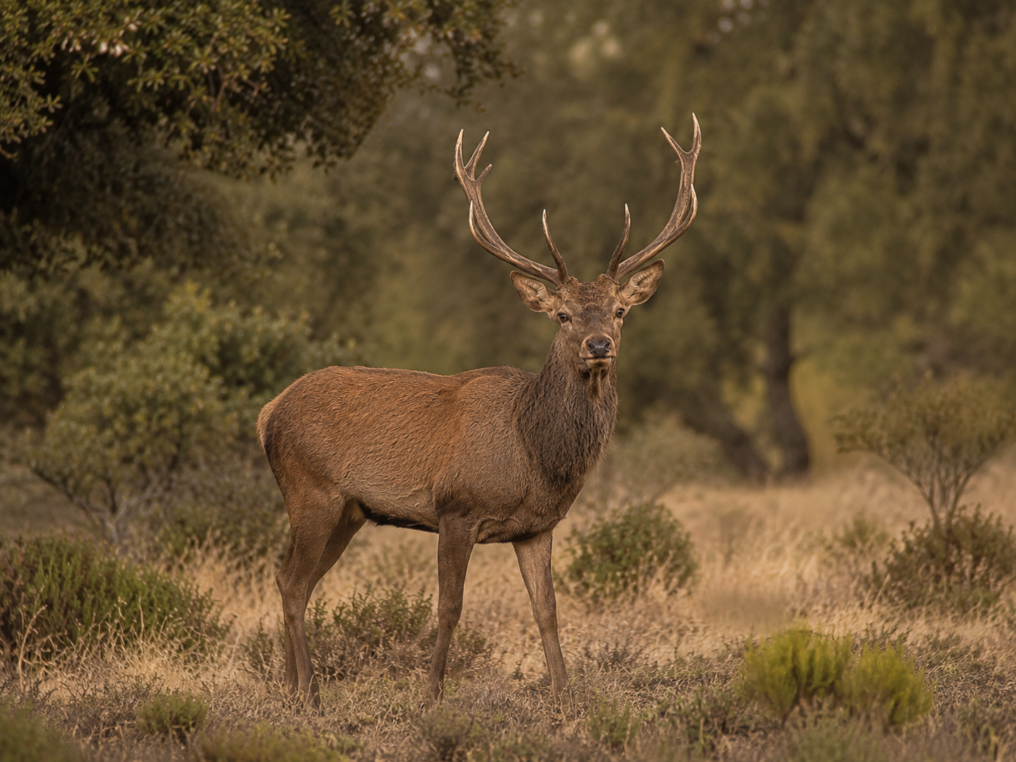 Venado Representativo - Bronce