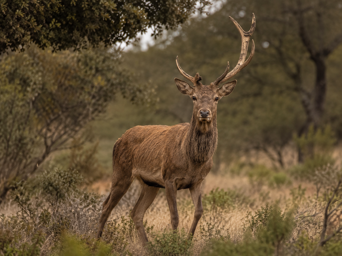 Venado selectivo joven defectuoso